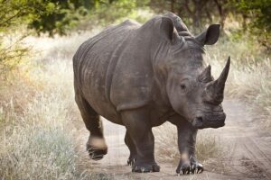 Niokolo-Koba-kedougoutourisme